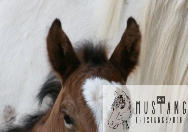 Mustang, Hengst, Suffield, Kanada, Bewegungsstark, Erfahrung seit 2003, Zucht, robust, sozialisiert