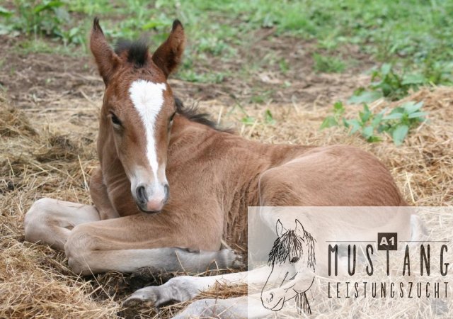 Mustang, Hengst, Suffield, Kanada, Bewegungsstark, Erfahrung seit 2003, Zucht, robust, sozialisiert