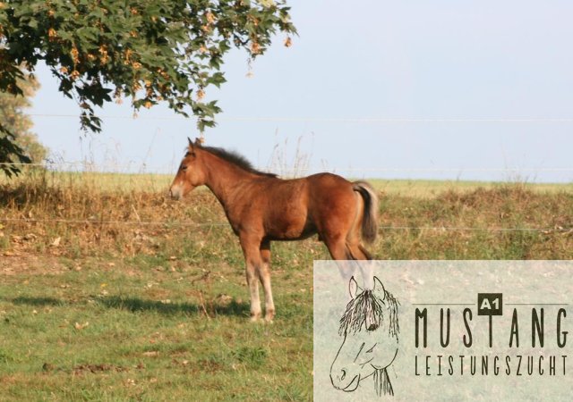 Mustang Suffield Kanada Hengst robust Erfahrung seit 2003 Zucht kräftig 