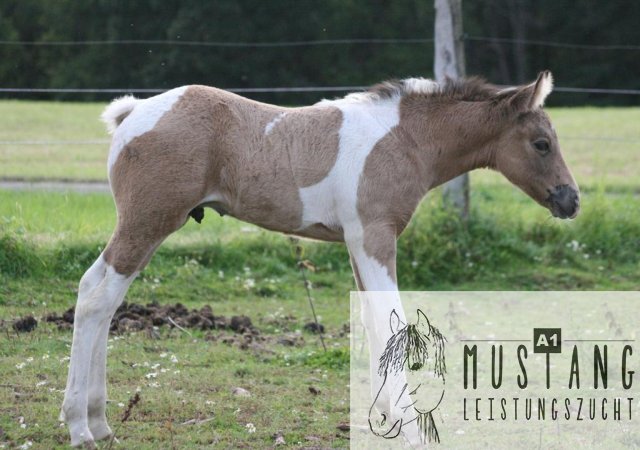 #mustang #kanada #suffield #nordamerika #robust #bewegungsfreudig #bewegungsstark #kinderlieb #buckskin #tobiano