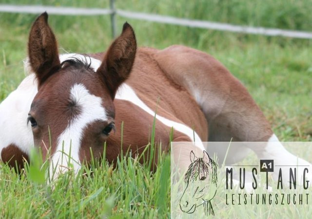 Mustang, Suffield, Kananda, robust, trittsicher, Erfahrung seit 2003, groß, kompakt, sozialisiert 