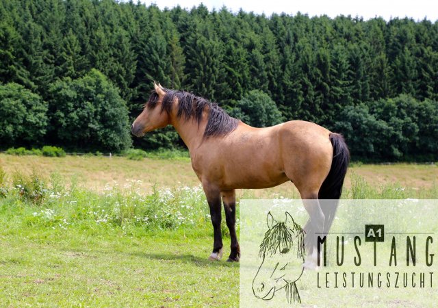 Mustang Mustangzucht Mustanghengst Suffield Germany Deutschland