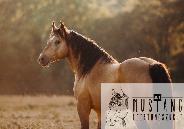 #Mustang #Suffield #Zucht #Hengst #buckskin #gold #robust #menschenbezogen# gangfreudig #ganggewaltig #Kanadaimport #