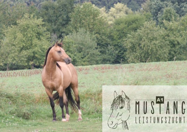 Mustang Hengst, Mustang Zucht, Mustang Herde, Deutschland, Kanada, Europa, Suffield Mustang