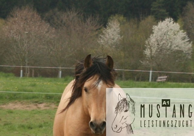 Mustang Mustangzucht Suffield Deutschland Germany