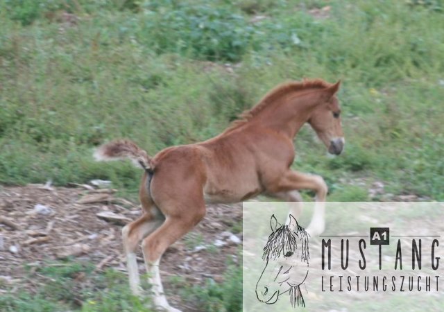 Mustang, Suffield, Kananda, robust, trittsicher, Erfahrung seit 2003, kompakt, sozialisiert 