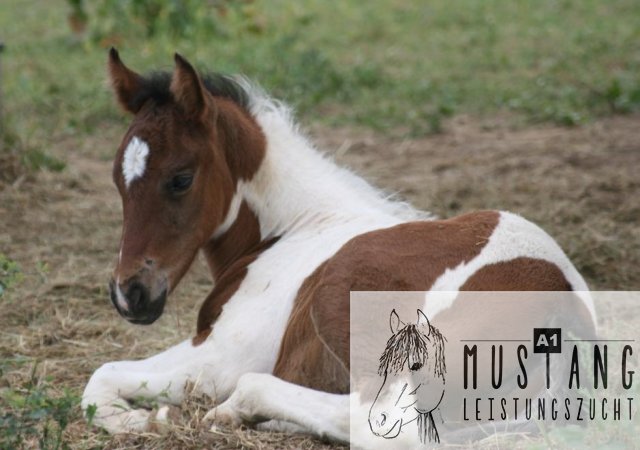 Mustang Hengst Mustang Zucht Erfahrung seit 15 Jahren, Suffield Mustang Kanada robust ausdauernd