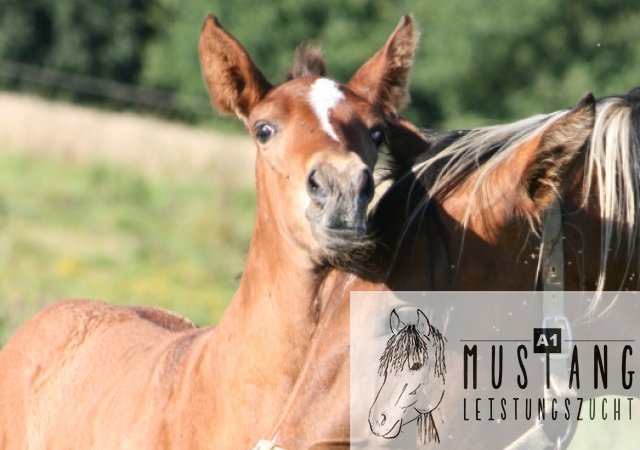 Mustang Hengst Mustang Zucht Mustang Pferd Suffield Kanada Deutschland Germany