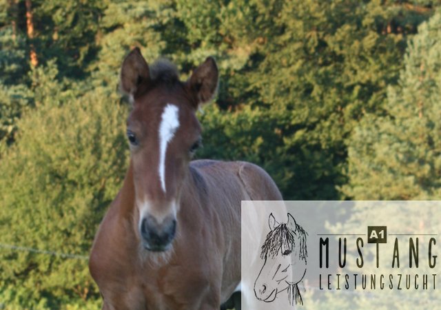 Mustang Hengst Mustang Zucht Mustang Pferd Suffield Kanada Deutschland Germany