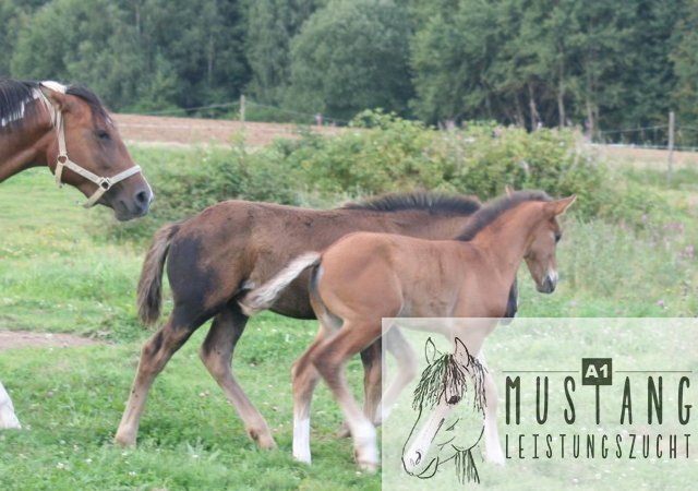 Mustang Hengst Mustang Zucht Mustang Pferd Suffield Kanada Deutschland Germany