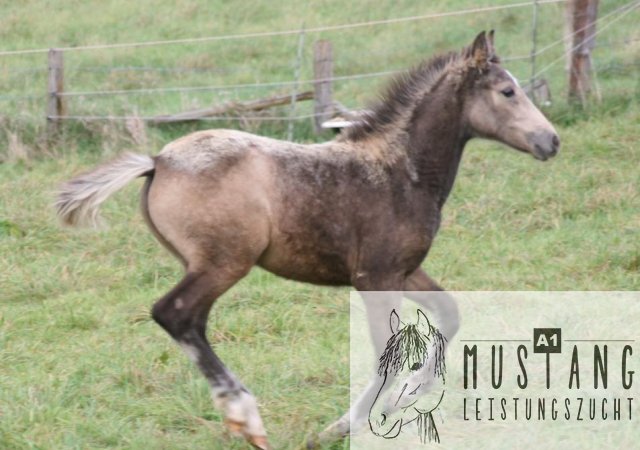 Suffield Mustang Zucht Erfahrung seit 2003, robust, Leistungsbereit, sozialisiert, 