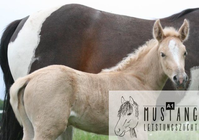 #suffield #mustang #kanada #robust #sozialisiert #kräftig #wendig #palomino #menschenbezogen #respektvoll