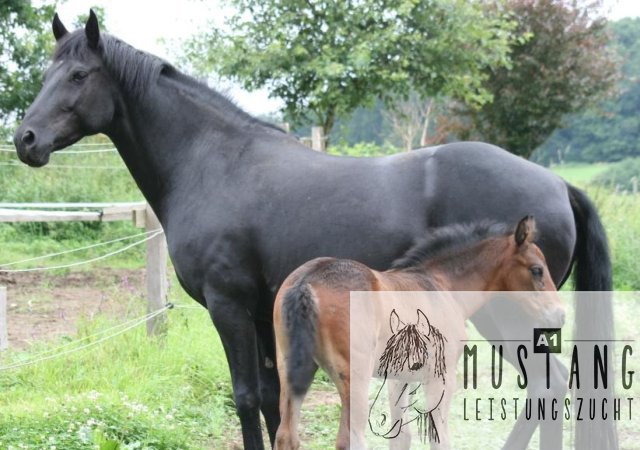 Mustang Hengst Mustang Zucht Mustang Pferd Suffield Kanada Deutschland Germany