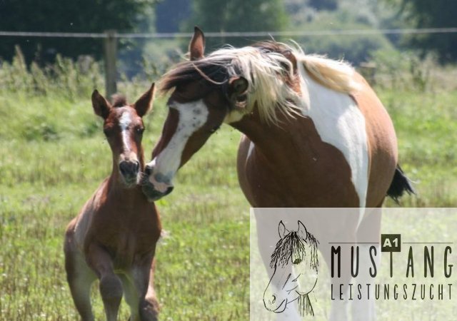 Mustang Hengst Mustang Zucht Mustang Pferd Suffield Kanada Deutschland Germany