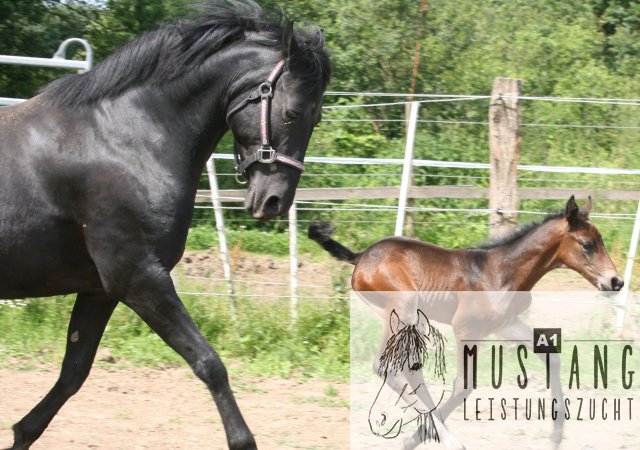 Mustang Hengst Mustang Zucht Mustang Pferd Suffield Kanada Deutschland Germany