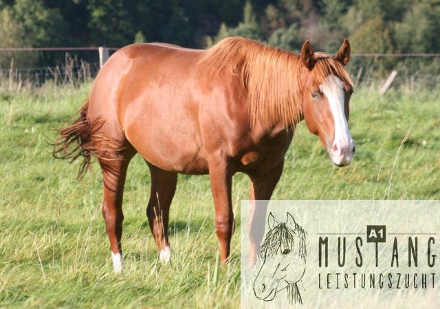 Suffield Mustang Zucht Erfahrung seit 2003, robust, Leistungsbereit, sozialisiert, 