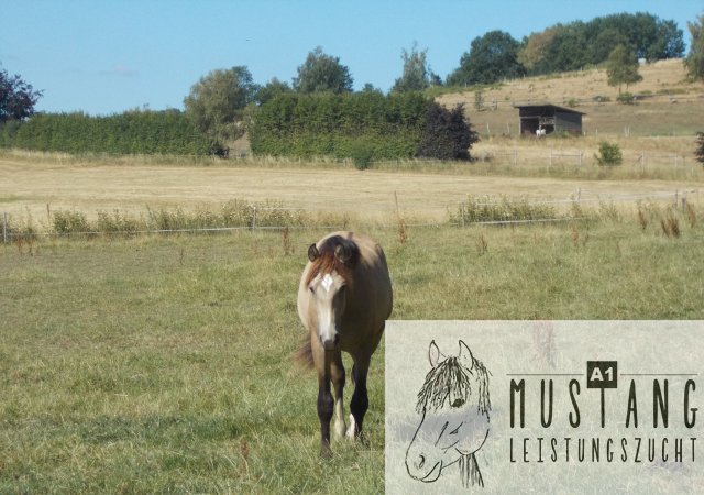 Suffield Mustang Zucht Erfahrung seit 2003, robust, Leistungsbereit, sozialisiert, 