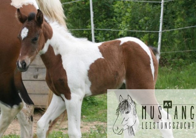 Mustang Stute, Mustang Zucht, Suffield Mustang Kanada, Europa, Erfahrung seit 2003, Robust, Leistungsstark