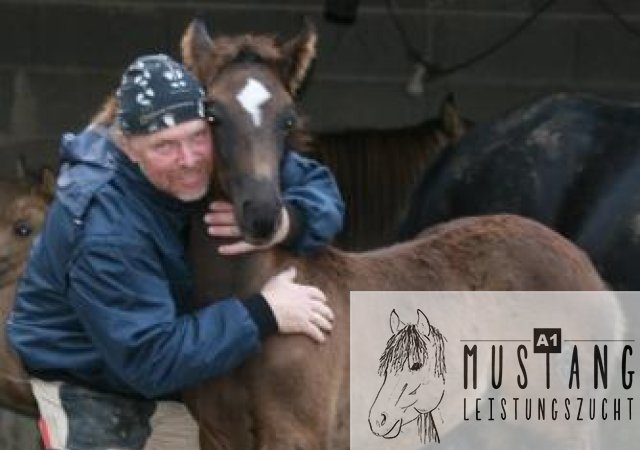 Mustang Pferd Mustang Zucht Suffield Deutschland Europa Germany