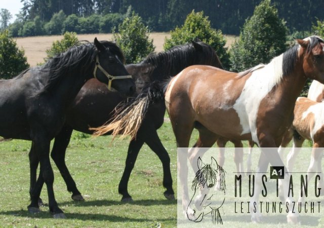 Mustang Pferd Mustang Zucht Suffield Deutschland Europa Germany