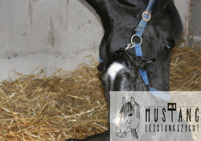 Mustang Pferd Mustang Zucht Suffield Deutschland Europa Germany