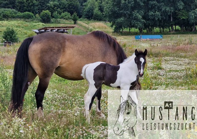 #Mustang #hengst #black-tobiano #suffield #kanada #menschenbezogen #Fundament #Gewichtsträger #Beweger #respektvoll