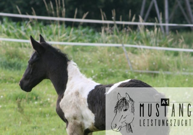 Mustang Hengst Mustang Zucht Mustang Pferd Suffield Kanada Deutschland Germany