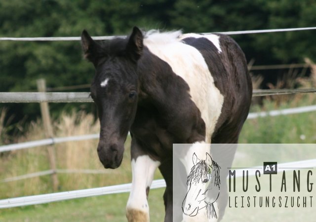 Mustang Hengst Mustang Zucht Mustang Pferd Suffield Kanada Deutschland Germany