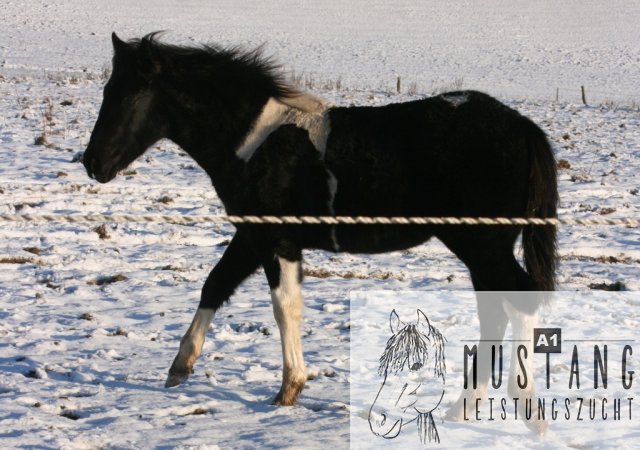 Mustang Hengst Mustang Zucht Mustang Pferd Suffield Kanada Deutschland Germany