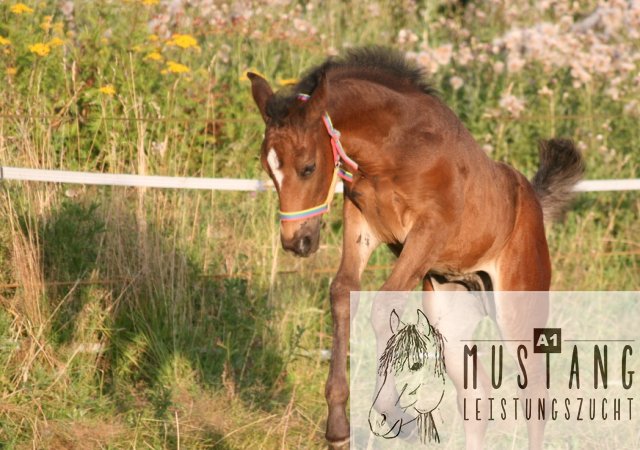 Mustang Pferde Mustangzucht Mustang Deckhengst Suffield Deutschland Germany