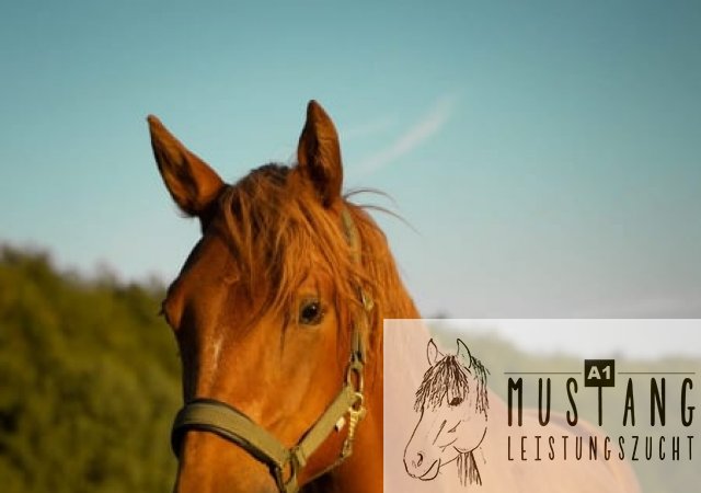 #Suffield #Mustang #robust #selbstbewußt #trittsicher #gelehrig #