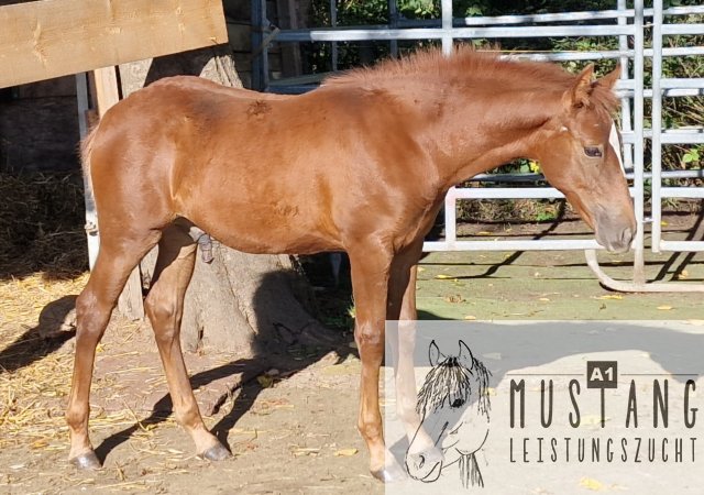 #mustang #kiger #suffield #hengst #menschenbezogen #kinderlieb #umgänglich #bewegungsstark #robust #sozialisiert #herdentauglich #bewegungsfreudig