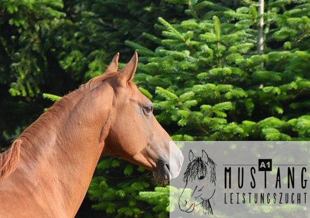 #Suffieldmustang #rote Papiere #Mustang #Kanada #Menschenbezogen #gelehrig #robust #wendig #Leistungsbereit #Leistungsfähig #Kinderlieb #Halfterführig #herdenverträglich #sozialisiert