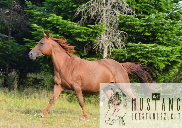 #Suffieldmustang #rote Papiere #Mustang #Kanada #Menschenbezogen #gelehrig #robust #wendig #Leistungsbereit #Leistungsfähig #Kinderlieb #Halfterführig #herdenverträglich #sozialisiert