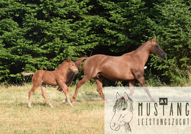 #Suffieldmustang #rote Papiere #Mustang #Kanada #Menschenbezogen #gelehrig #robust #wendig #Leistungsbereit #Leistungsfähig #Kinderlieb #Halfterführig #herdenverträglich #sozialisiert