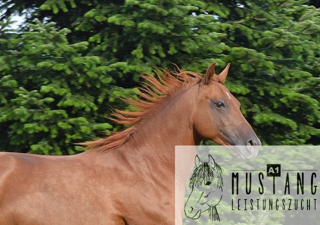 #Suffieldmustang #rote Papiere #Mustang #Kanada #Menschenbezogen #gelehrig #robust #wendig #Leistungsbereit #Leistungsfähig #Kinderlieb #Halfterführig #herdenverträglich #sozialisiert