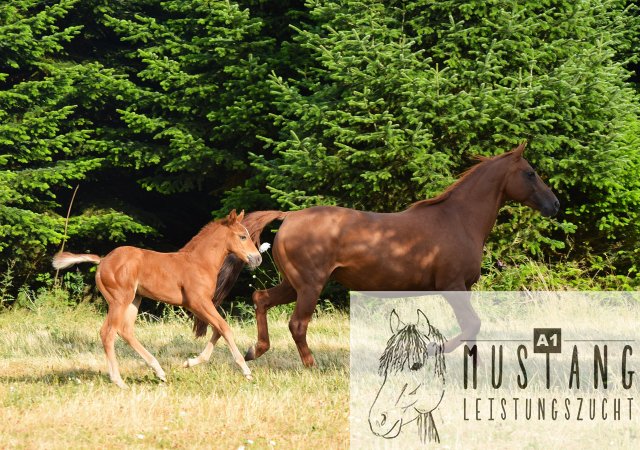 #Suffieldmustang #rote Papiere #Mustang #Kanada #Menschenbezogen #gelehrig #robust #wendig #Leistungsbereit #Leistungsfähig #Kinderlieb #Halfterführig #herdenverträglich #sozialisiert