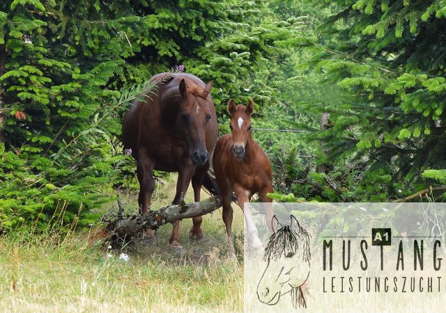 #Suffieldmustang #rote Papiere #Mustang #Kanada #Menschenbezogen #gelehrig #robust #wendig #Leistungsbereit #Leistungsfähig #Kinderlieb #Halfterführig #herdenverträglich #sozialisiert