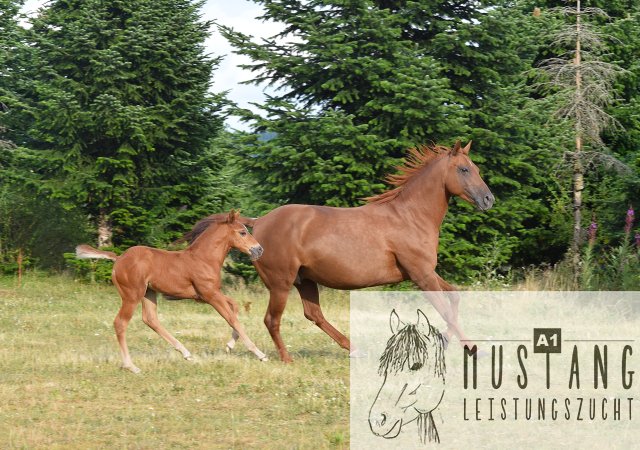 #Suffieldmustang #rote Papiere #Mustang #Kanada #Menschenbezogen #gelehrig #robust #wendig #Leistungsbereit #Leistungsfähig #Kinderlieb #Halfterführig #herdenverträglich #sozialisiert