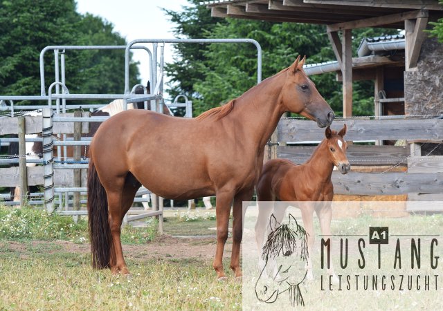 #Suffieldmustang #rote Papiere #Mustang #Kanada #Menschenbezogen #gelehrig #robust #wendig #Leistungsbereit #Leistungsfähig #Kinderlieb #Halfterführig #herdenverträglich #sozialisiert