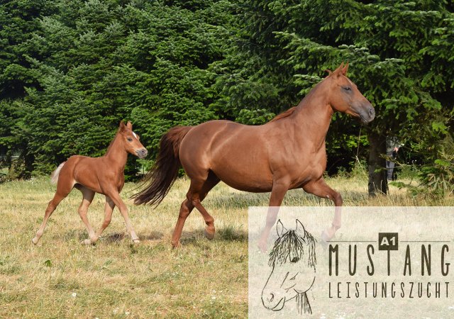 #Suffieldmustang #rote Papiere #Mustang #Kanada #Menschenbezogen #gelehrig #robust #wendig #Leistungsbereit #Leistungsfähig #Kinderlieb #Halfterführig #herdenverträglich #sozialisiert