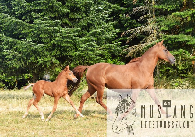 #Suffieldmustang #rote Papiere #Mustang #Kanada #Menschenbezogen #gelehrig #robust #wendig #Leistungsbereit #Leistungsfähig #Kinderlieb #Halfterführig #herdenverträglich #sozialisiert