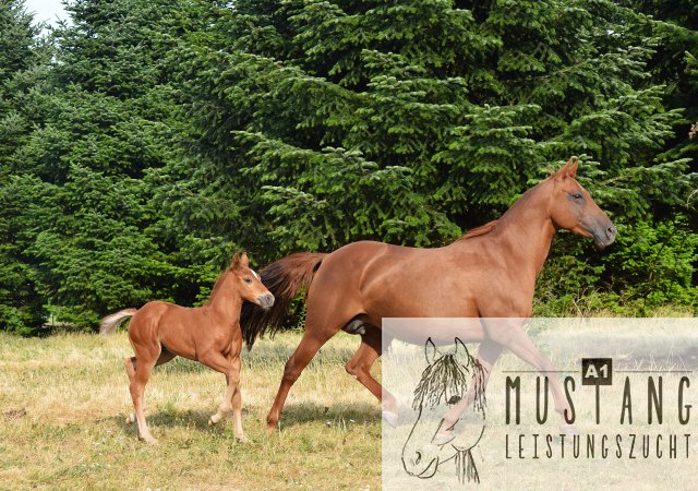 #Suffieldmustang #rote Papiere #Mustang #Kanada #Menschenbezogen #gelehrig #robust #wendig #Leistungsbereit #Leistungsfähig #Kinderlieb #Halfterführig #herdenverträglich #sozialisiert