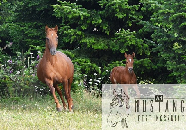 #Suffieldmustang #rote Papiere #Mustang #Kanada #Menschenbezogen #gelehrig #robust #wendig #Leistungsbereit #Leistungsfähig #Kinderlieb #Halfterführig #herdenverträglich #sozialisiert