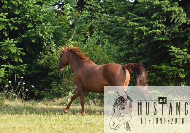 #Suffieldmustang #rote Papiere #Mustang #Kanada #Menschenbezogen #gelehrig #robust #wendig #Leistungsbereit #Leistungsfähig #Kinderlieb #Halfterführig #herdenverträglich #sozialisiert