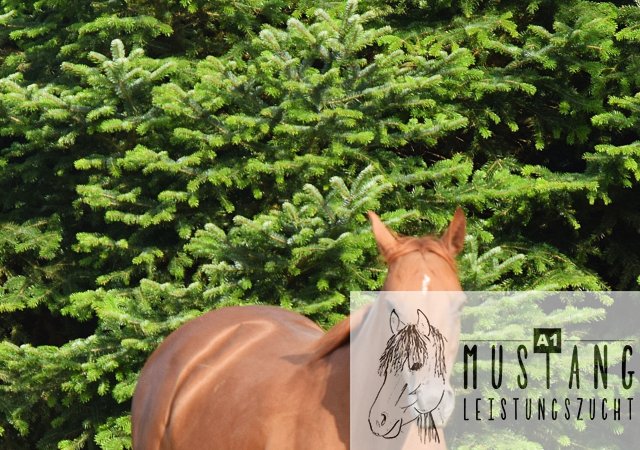 #Suffieldmustang #rote Papiere #Mustang #Kanada #Menschenbezogen #gelehrig #robust #wendig #Leistungsbereit #Leistungsfähig #Kinderlieb #Halfterführig #herdenverträglich #sozialisiert