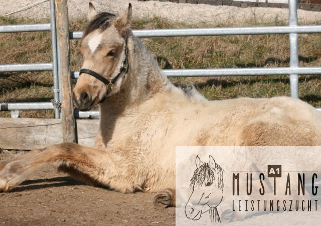 Mustang Mustangzucht Mustanghengst Suffield Deutschland Germany