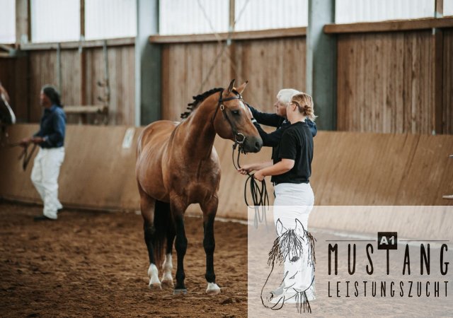 #gekört #leistungsstark #kompakt #starkes #Fundament #Kinderlieb #bewegungsstark #gold #buckskin #kanada #suffieldmustang