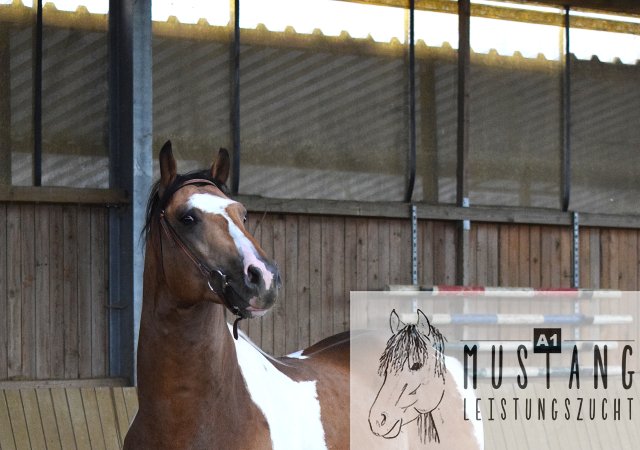 #Suffieldmustang #rote Papiere #Mustang #Kanada #Menschenbezogen #gelehrig #robust #wendig #Leistungsbereit #Leistungsfähig #Kinderlieb #Halfterführig #herdenverträglich #sozialisiert