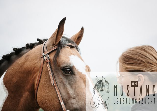 #Suffieldmustang #rote Papiere #Mustang #Kanada #Menschenbezogen #gelehrig #robust #wendig #Leistungsbereit #Leistungsfähig #Kinderlieb #Halfterführig #herdenverträglich #sozialisiert